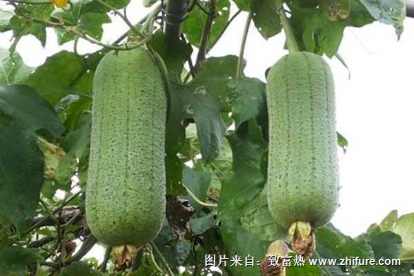 2018种丝瓜赚钱吗?丝瓜种植的利润与投资成本及前景预测