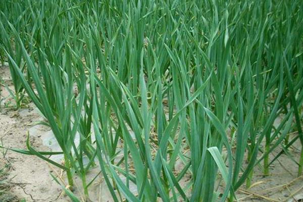 2018种蒜苗赚钱吗?蒜苗种植的利润与投资成本及前景预测