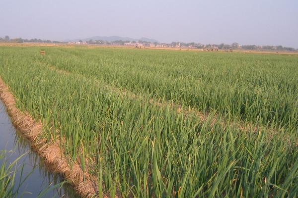 2018种蒜苗赚钱吗?蒜苗种植的利润与投资成本及前景预测