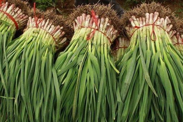 2018种蒜苗赚钱吗?蒜苗种植的利润与投资成本及前景预测