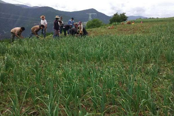 2018种蒜苗赚钱吗?蒜苗种植的利润与投资成本及前景预测