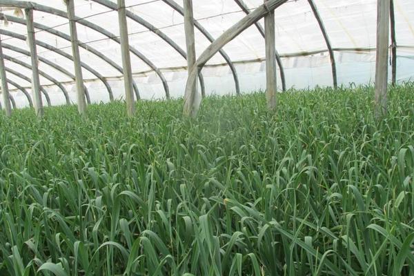 2018种蒜苗赚钱吗?蒜苗种植的利润与投资成本及前景预测