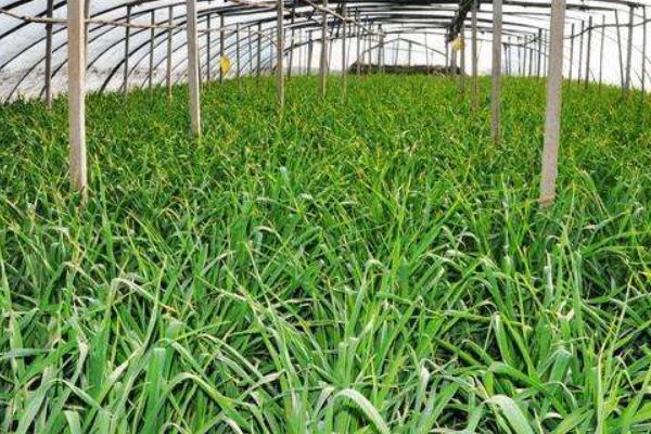 2018种蒜苗赚钱吗?蒜苗种植的利润与投资成本及前景预测