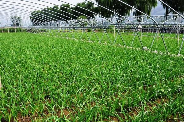 2018种蒜苗赚钱吗?蒜苗种植的利润与投资成本及前景预测