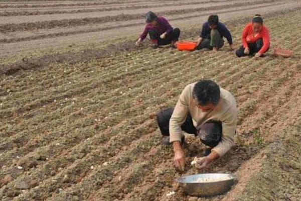 2018种蒜苗赚钱吗?蒜苗种植的利润与投资成本及前景预测