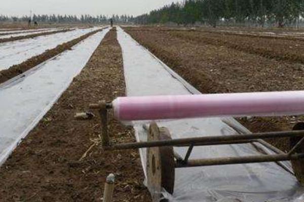 2018种蒜苗赚钱吗?蒜苗种植的利润与投资成本及前景预测