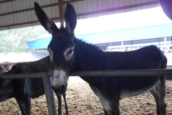 养100头肉驴能赚多少钱?养肉驴的成本和利润