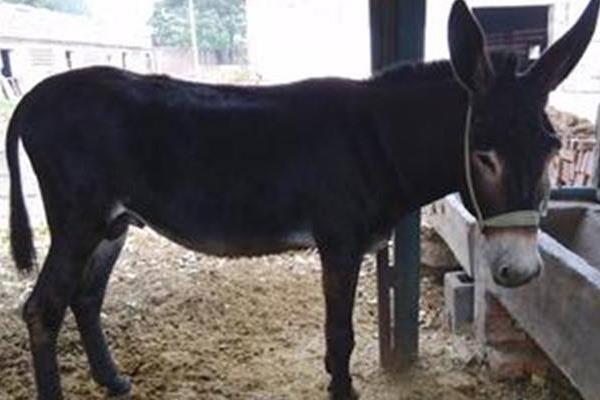 养100头肉驴能赚多少钱?养肉驴的成本和利润