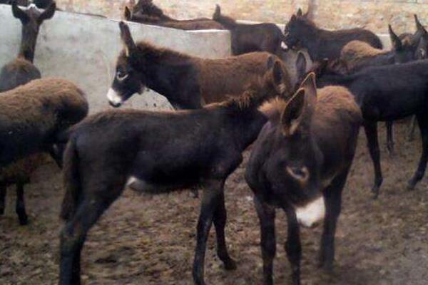 养100头肉驴能赚多少钱?养肉驴的成本和利润