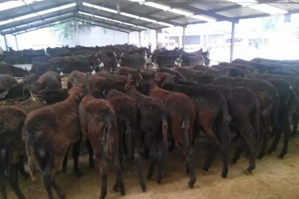 养100头肉驴能赚多少钱?养肉驴的成本和利润