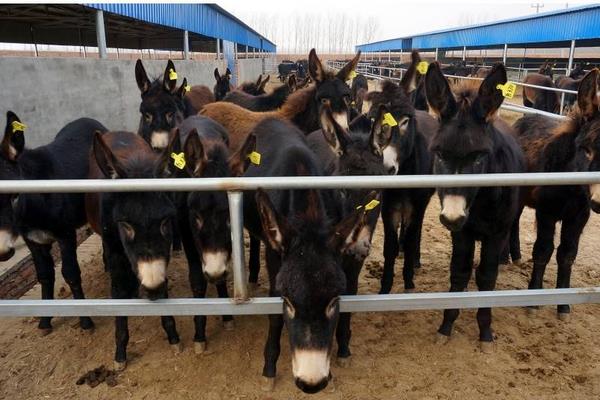 养100头肉驴能赚多少钱?养肉驴的成本和利润