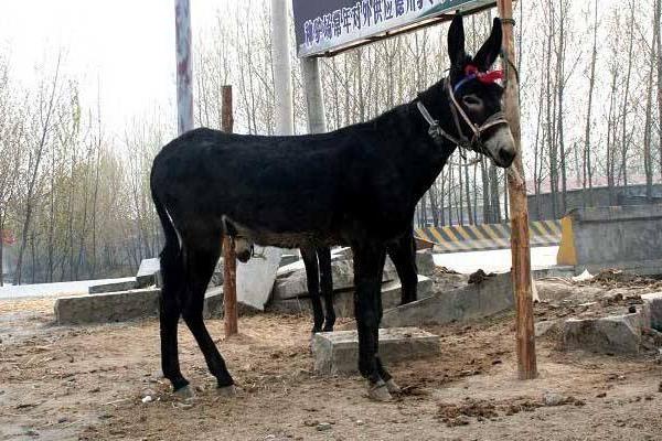 养100头肉驴能赚多少钱?养肉驴的成本和利润