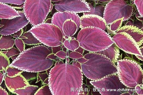 2018种紫苏赚钱吗?紫苏种植的利润与投资成本及前景预测