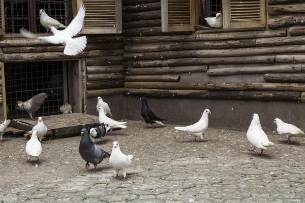 鸽粪如何处理?