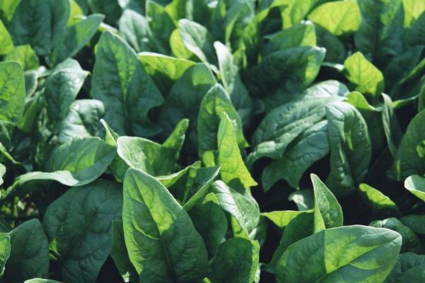 2018种菠菜赚钱吗?菠菜种植的利润与投资成本及前景预测