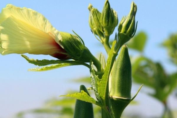 黄秋葵图片大全