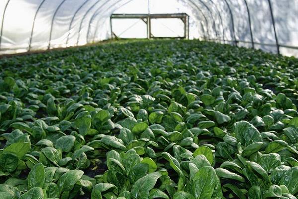 2018种菠菜赚钱吗?菠菜种植的利润与投资成本及前景预测