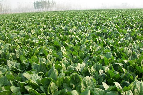 2018种菠菜赚钱吗?菠菜种植的利润与投资成本及前景预测