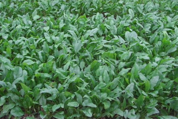 2018种菠菜赚钱吗?菠菜种植的利润与投资成本及前景预测