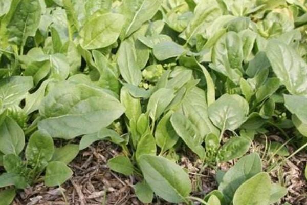 2018种菠菜赚钱吗?菠菜种植的利润与投资成本及前景预测