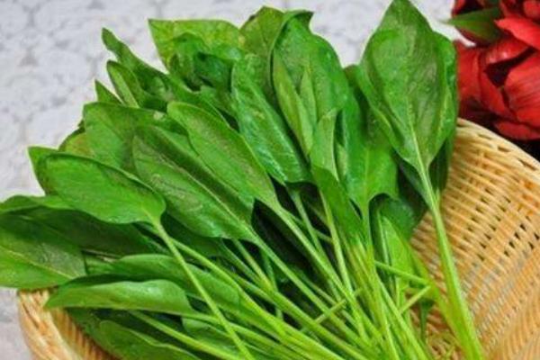 2018种菠菜赚钱吗?菠菜种植的利润与投资成本及前景预测