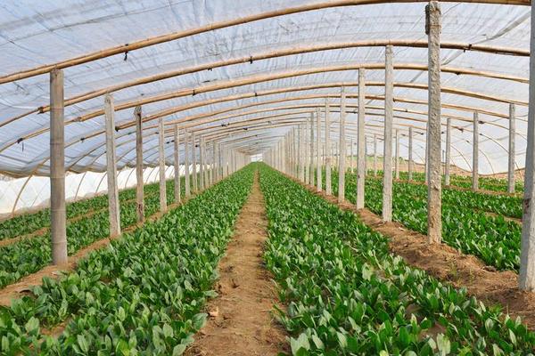 2018种菠菜赚钱吗?菠菜种植的利润与投资成本及前景预测