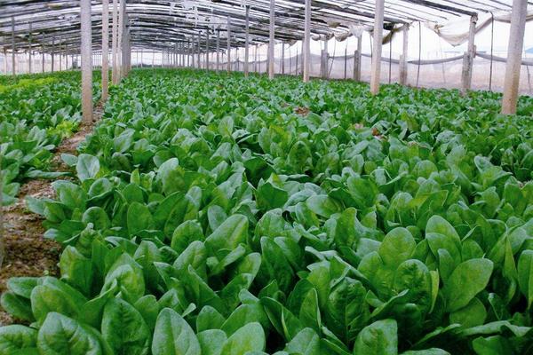 2018种菠菜赚钱吗?菠菜种植的利润与投资成本及前景预测