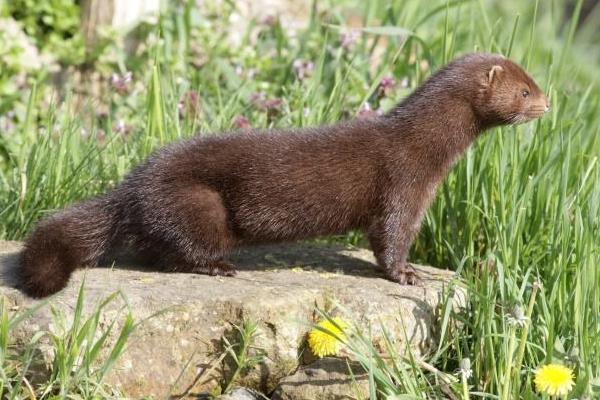 水貂市场不景气诸城养貂业遭重创