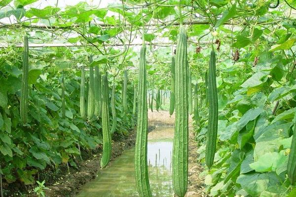 丝瓜吃起来很苦有毒吗,还能不能吃?