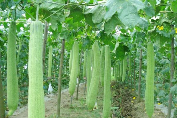 丝瓜吃起来很苦有毒吗,还能不能吃?