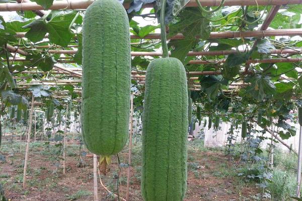 丝瓜吃起来很苦有毒吗,还能不能吃?