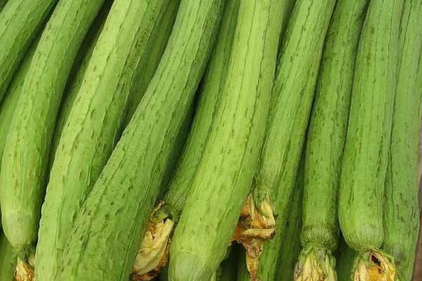 丝瓜吃起来很苦有毒吗,还能不能吃?