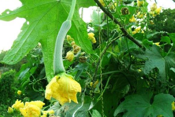 丝瓜吃起来很苦有毒吗,还能不能吃?