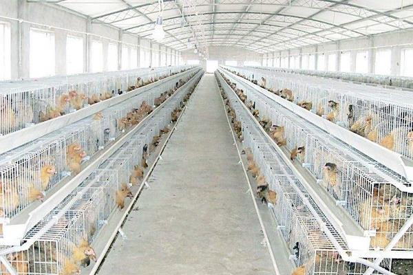 养蛋鸡场鸡舍如何建造？