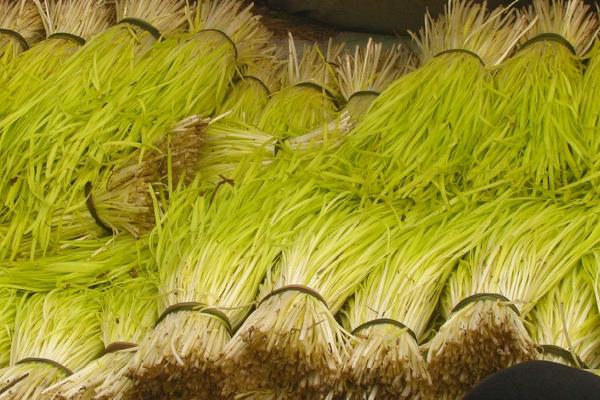 2018种韭黄赚钱吗?韭黄种植的利润与投资成本及前景预测