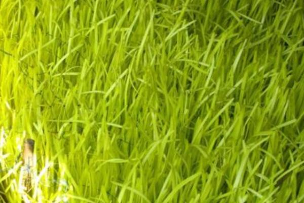 2018种韭黄赚钱吗?韭黄种植的利润与投资成本及前景预测