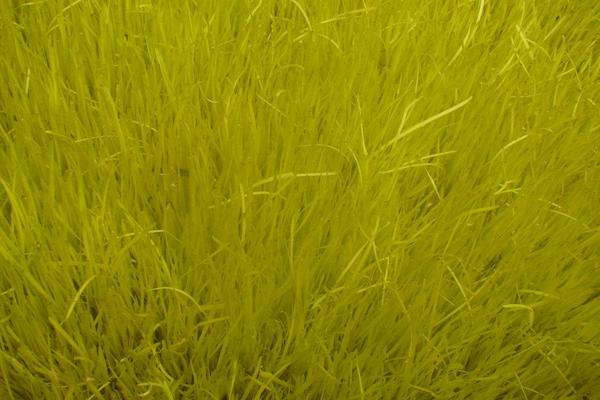 2018种韭黄赚钱吗?韭黄种植的利润与投资成本及前景预测