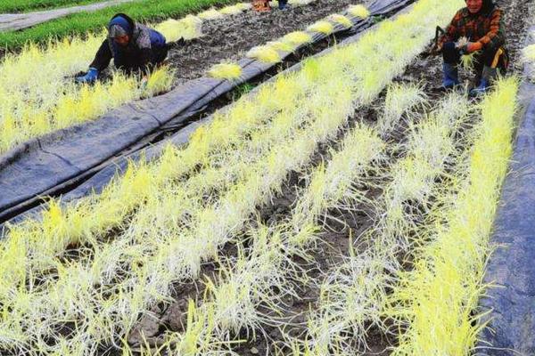 2018种韭黄赚钱吗?韭黄种植的利润与投资成本及前景预测
