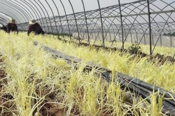 2018种韭黄赚钱吗?韭黄种植的利润与投资成本及前景预测