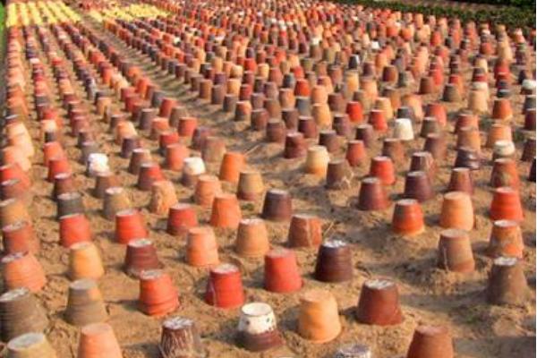 2018种韭黄赚钱吗?韭黄种植的利润与投资成本及前景预测