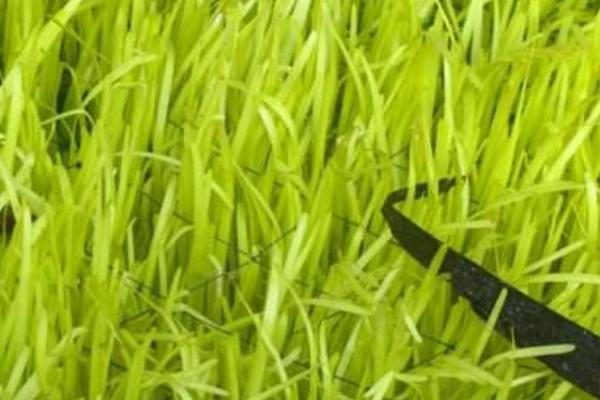 2018种韭黄赚钱吗?韭黄种植的利润与投资成本及前景预测