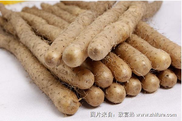 铁棍山药和普通山药有什么区别