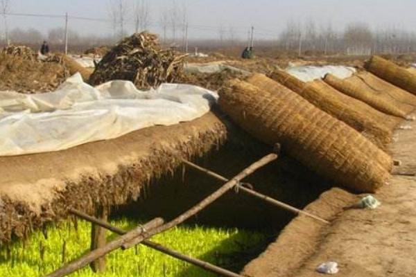 2018种韭黄赚钱吗?韭黄种植的利润与投资成本及前景预测