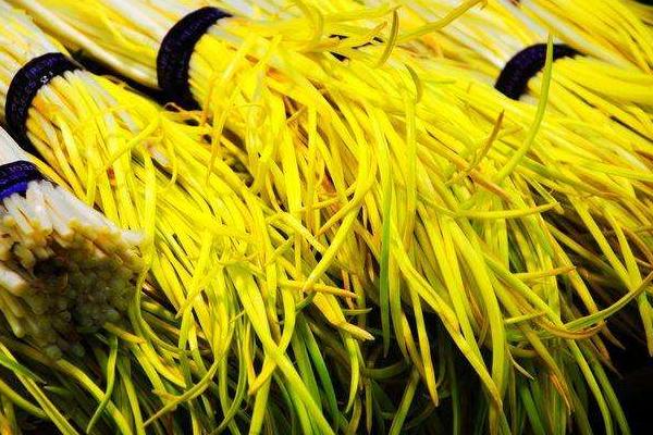 2018种韭黄赚钱吗?韭黄种植的利润与投资成本及前景预测