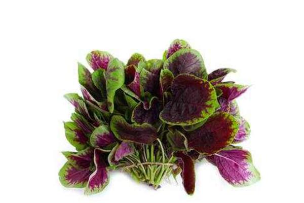 2018种苋菜赚钱吗?苋菜种植的利润与投资成本及前景预测