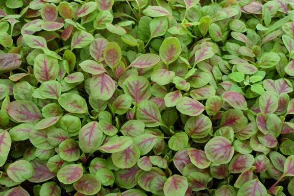 2018种苋菜赚钱吗?苋菜种植的利润与投资成本及前景预测