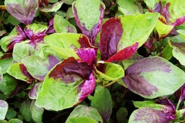 2018种苋菜赚钱吗?苋菜种植的利润与投资成本及前景预测