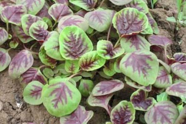 2018种苋菜赚钱吗?苋菜种植的利润与投资成本及前景预测