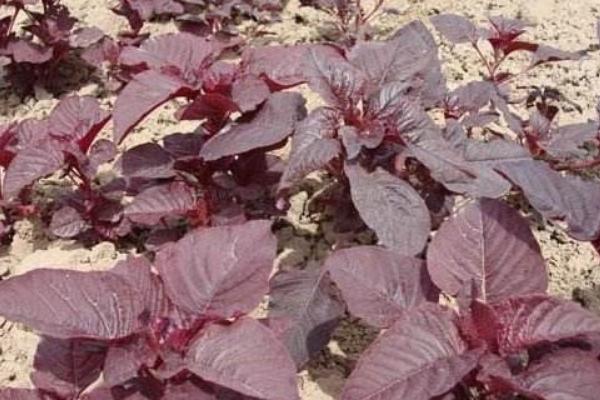 2018种苋菜赚钱吗?苋菜种植的利润与投资成本及前景预测