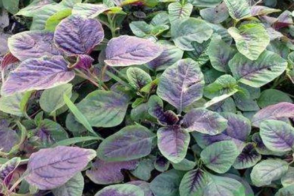 2018种苋菜赚钱吗?苋菜种植的利润与投资成本及前景预测